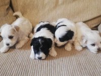 Terrier maltese