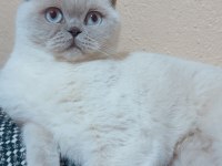 2 yaşında dişi kısırlaştırılmış british shorthair