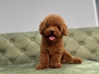 KORE TOY GARANTİLİ RED BROWN TOY POODLE BEBEKLERİMİZ