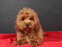 14 ŞUBAT DOĞUMLU ERKEK MALTIPOO YAVRUMUZ