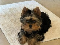 Tuvalet eğitimi tam minik yorkshire terrier