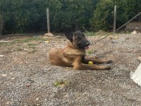 Üst düzey orijinal belçika malinois erkek