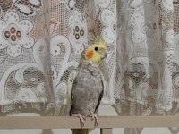 Topluda Uygun Muhabbet Kuşu