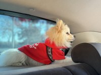 erkek pomeranian tilki surat 7 aylık