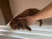 Toy poodle 75 günlük
