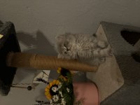 Erkek british longhair