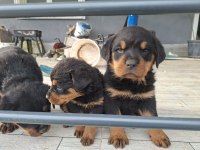 Can Dostu Rottweiler Köpekler