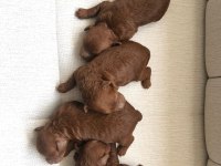 ANNE ALTINDA TOY BOY RED BROWN POODLE SAĞLIK VE IRK GARANTİ