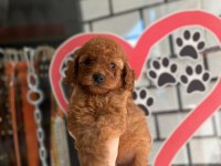 Toy poodle bebekler