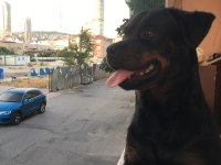 Dişi şampiyon yavrusu rottweiler