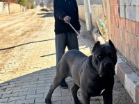 1 yaşında cane corso