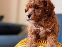 TOY POODLE RED BROWN YAVRULAR