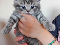 45 günlük british shorthair yavrular