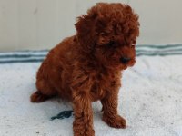 Bebek yüzlü poodle