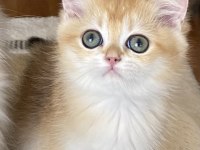 Şecereli British Shorthair Black Golden Ny12 Erkek Yavru