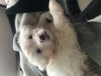 0 NUMARA 2 AYLIK MALTESE YAVRU