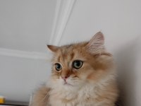 British longhair çok uyguna verilecek