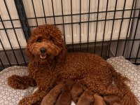 Toy poodle yavrularımıza yeni yuva arıyoruz
