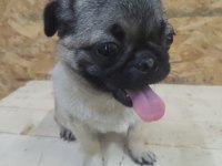 Pug yorulmak bilmez oyuncu