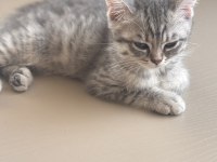 Scottish Fold Mersin 2 Aylık