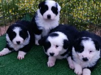 Border collie yavrular