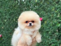 Sağlık Ve Irk Garantili Pomeranian Köpekler