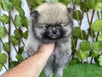 POMERANİAN BOO 4 DİŞİ 1 ERKEK
