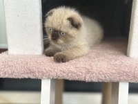Scottish fold kedimiz yuvasını arıyor