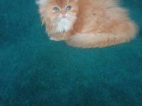 Şecereli safkan erkek british Longhair yavrumuz