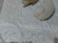 Sahiplendirmeye hazır pomeranian yavruları