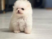 Pomeranian Boo Köpeğimiz