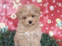 MALTİPOO YAVRU KÖPEĞİMİZ