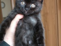 British Shorthair Dark Chocolate Yavru