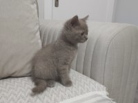 British shorthair yavrumuz yeni sahibini arıyor