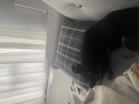 Gece 1 buçuk yaşında erkek pinscher