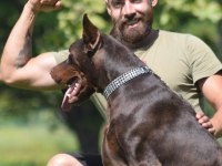 A kalite iri döşlü doberman yavru