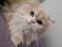 British longhair cy 12 dişi