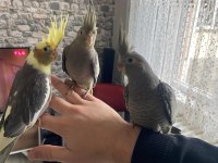 Ev Üretimi Ele Alıştırmalık Sultan Papağanlar