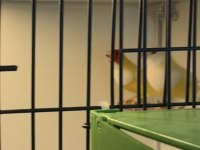 1 Çift İspanyol Golden Finch