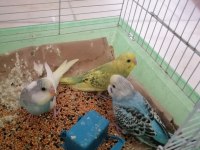 4 erkek 1 dişi muhabbet kuşları
