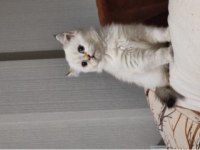 Irk garantili scottish fold yavrular bilgi özelden verilecek