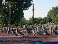 Taklacı oyun kuşu