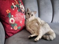 Kedimiz Zeynebime yuva arıyorum