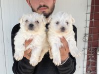 0 NUMARA BEYAZ MALTESE TERRİER YAVRULAR