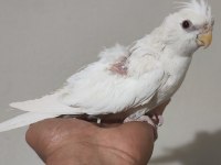 Albino Sultan Papağanı Bebek