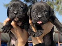 Cane corsa alan koruma köpeği yavruları efsane kan