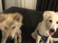 ACİL 4 AYLIK KÖPEĞİMİZ