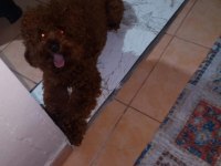 Ücretsiz Korekan Poodle