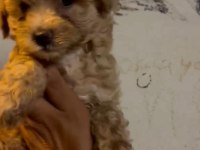 Maltipoo kalite yavrular ırk sağlık garantili