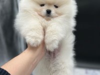 POMERANİAN BOO YAVRULARI